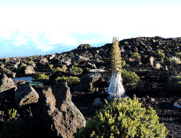 b0173754_11294745.jpg