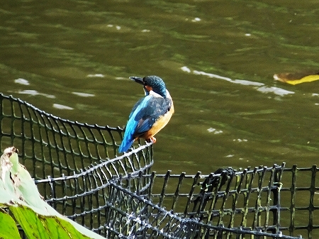 c0097558_18404453.jpg