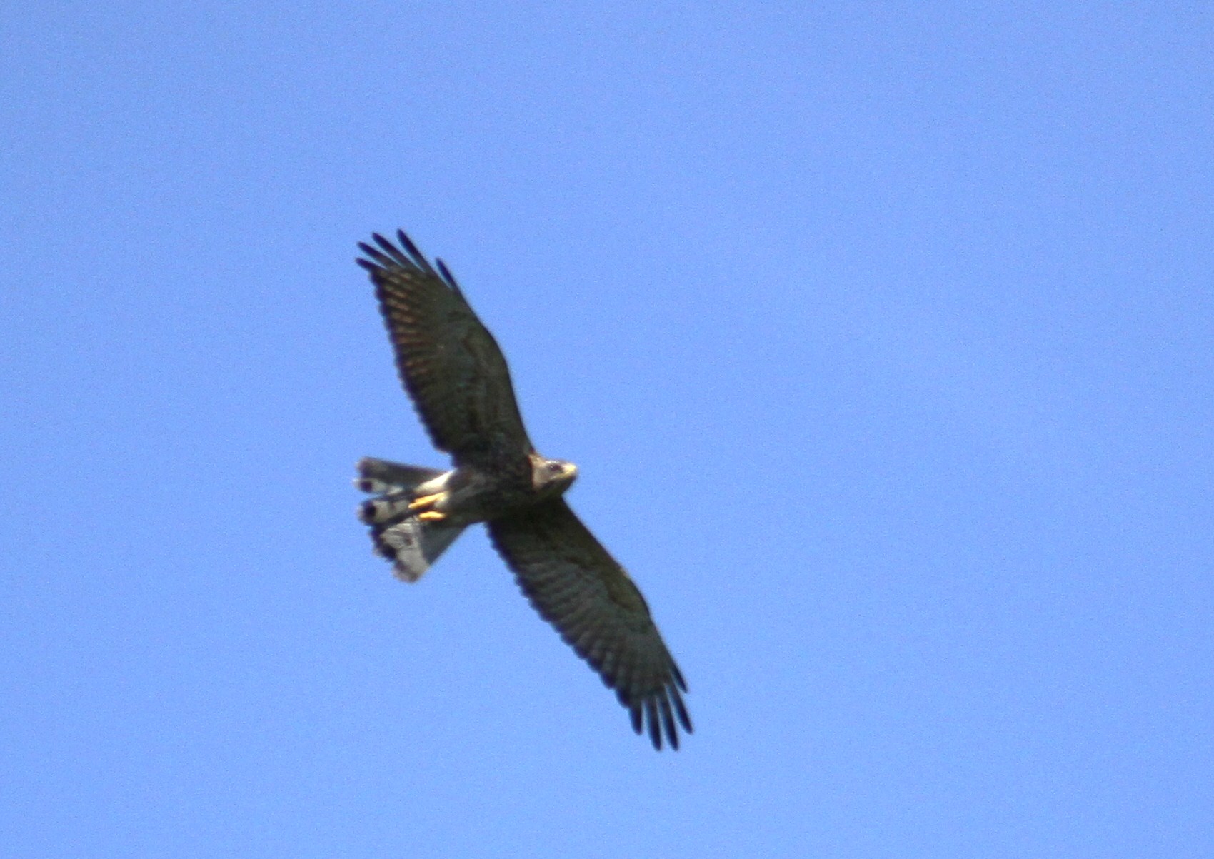 e0197884_21441222.jpg