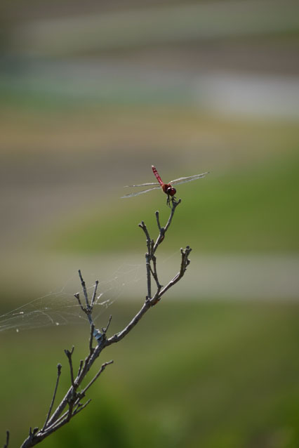 f0222692_1116575.jpg