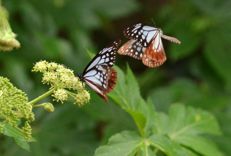 a0277496_15364343.jpg