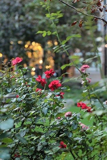 e0209997_1372285.jpg