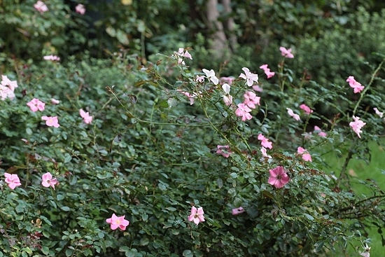 e0209997_142495.jpg
