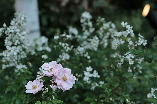 e0209997_145149.jpg