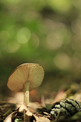 a0188405_1535851.jpg