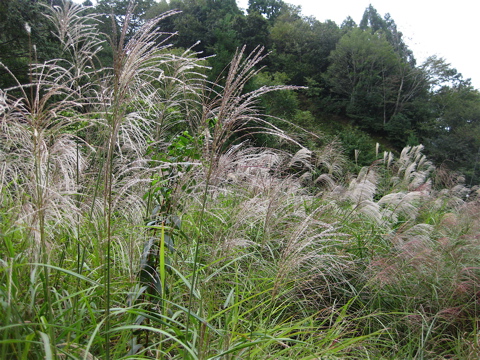a0164011_1755899.jpg