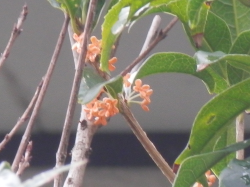 a0125419_13303745.jpg