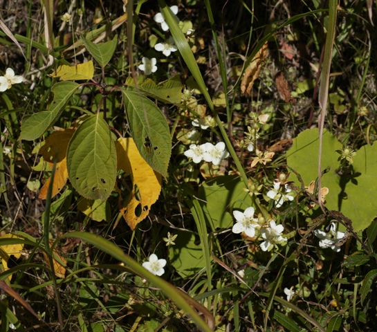 a0304423_2357465.jpg