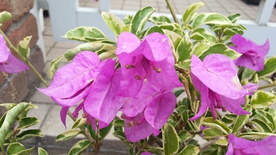 e0143667_947417.jpg