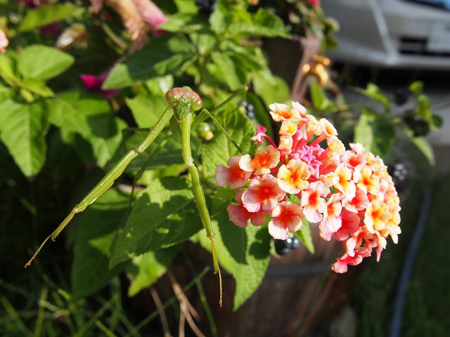 c0042869_925268.jpg