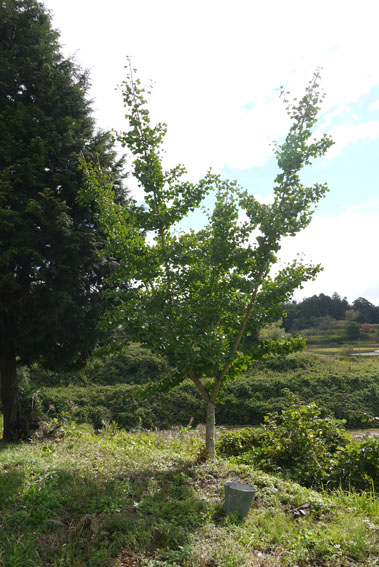 f0222692_12372918.jpg