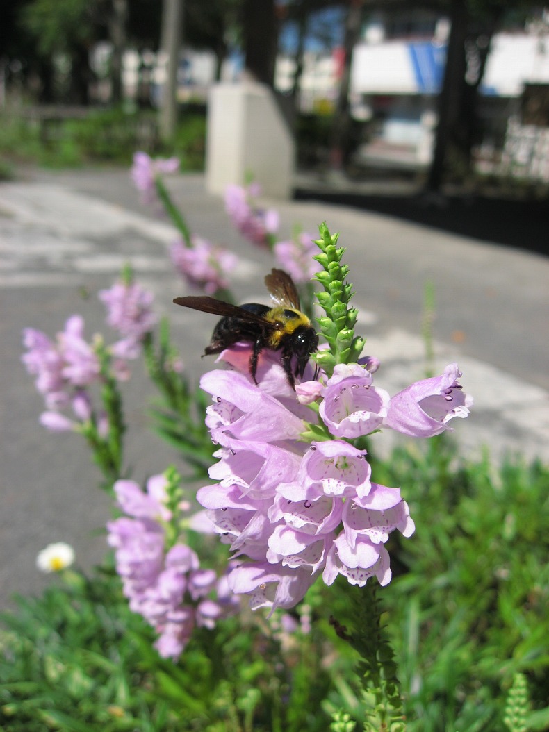c0204298_2375394.jpg