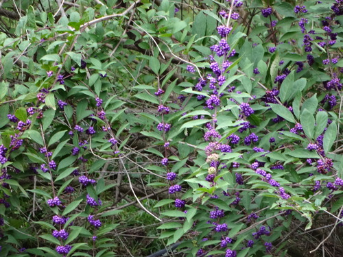 c0265521_16491915.jpg