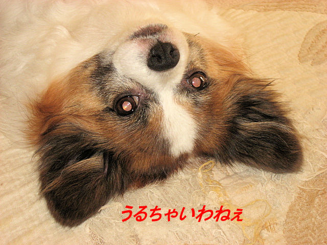 a0149240_1183349.jpg