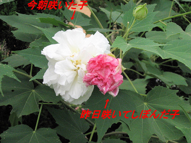 a0149240_1194179.jpg