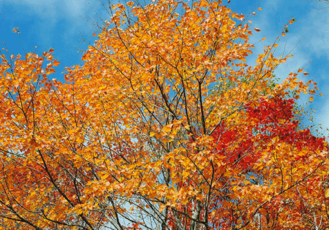 a0001354_1953663.gif