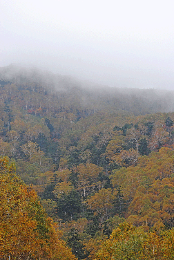 a0001354_19585162.gif
