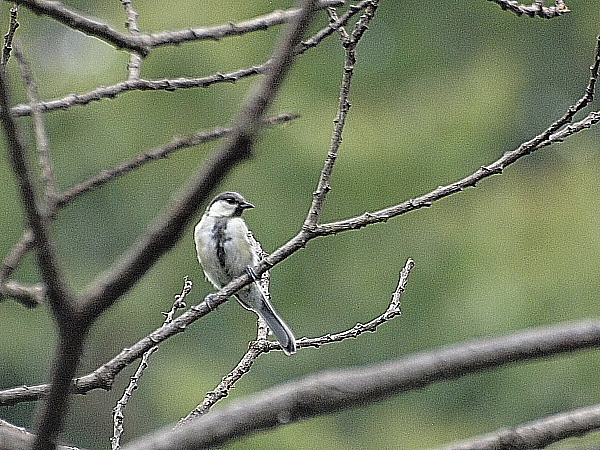 f0215964_8582497.jpg