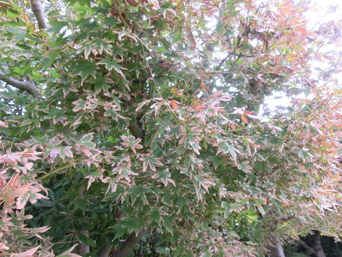 e0123587_9162686.jpg