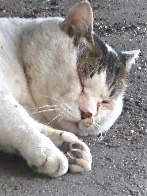 a0199297_15452285.jpg