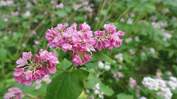 f0000521_830530.jpg