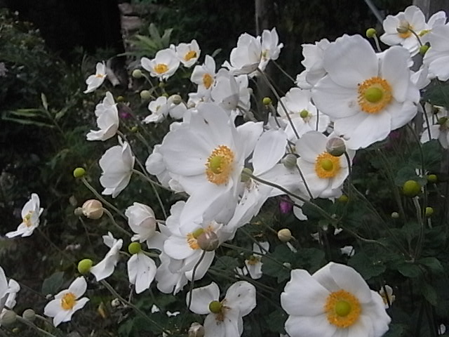a0146070_5595229.jpg