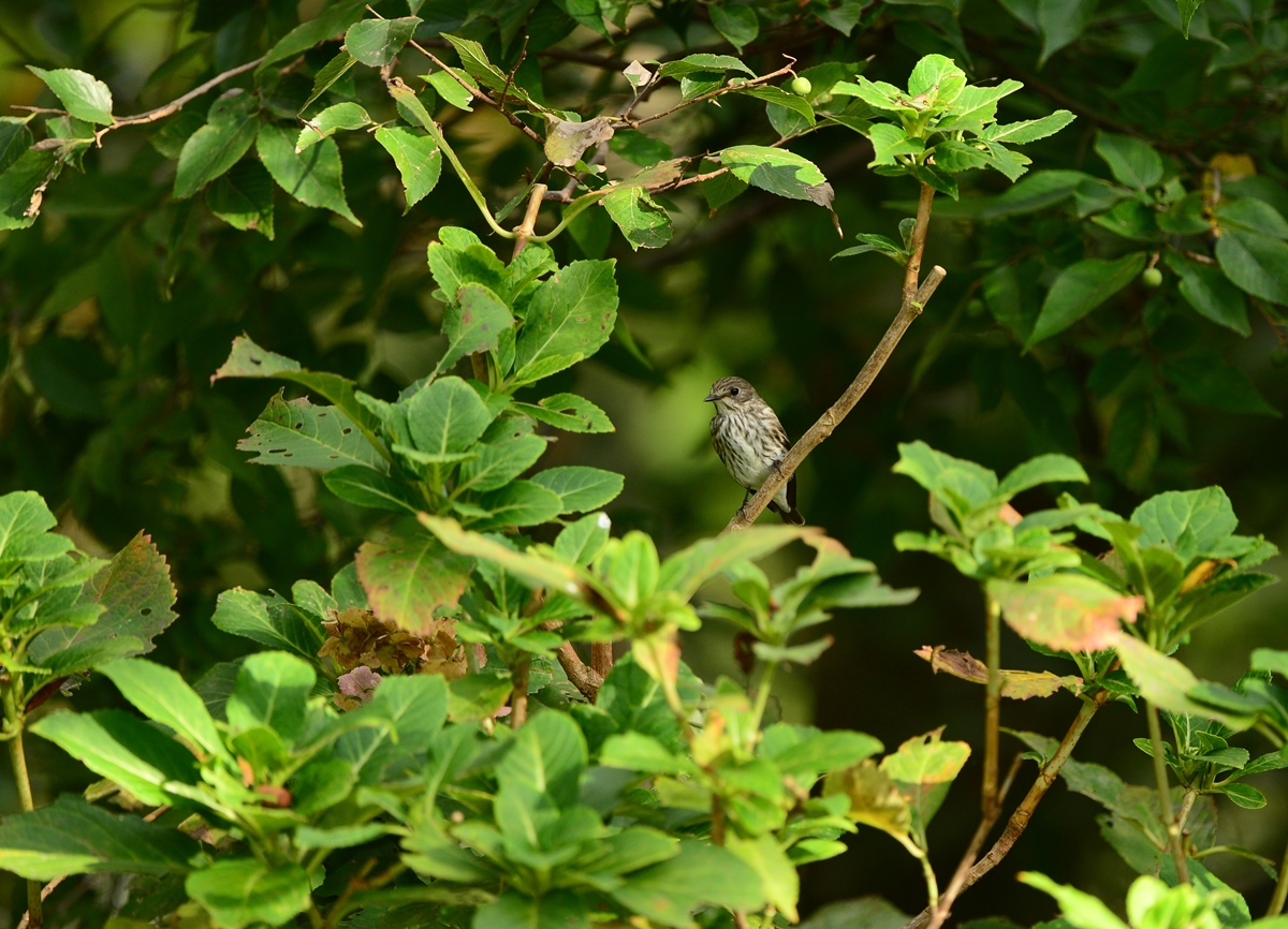 d0157380_5234092.jpg