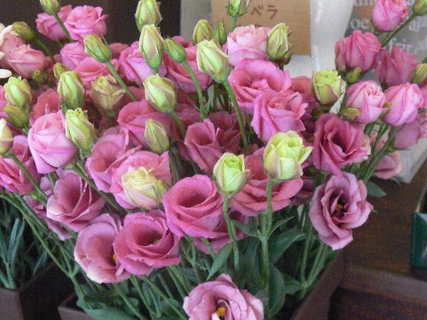 e0140986_1629138.jpg