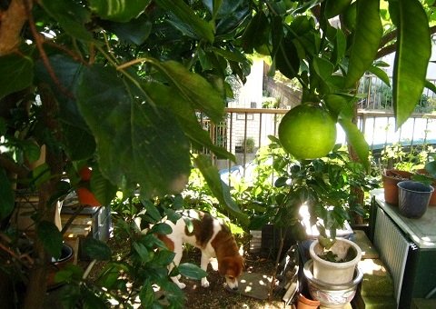 c0084117_2395249.jpg