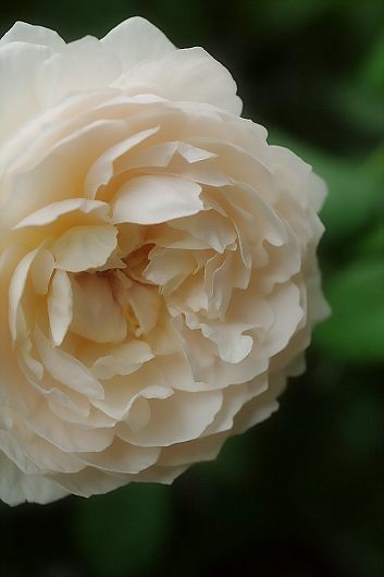 c0093830_86273.jpg