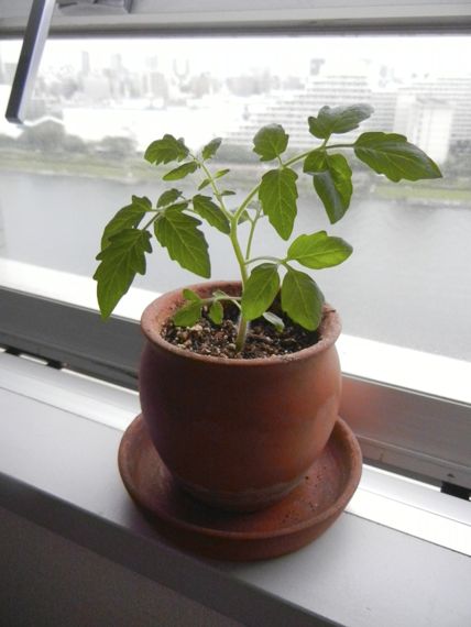 c0177332_2146239.jpg