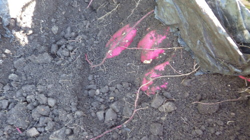 c0300035_21294025.jpg