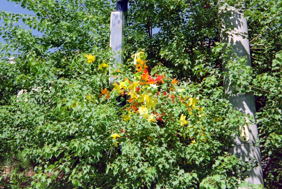 d0089742_10524269.jpg