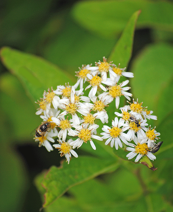a0001354_23111020.gif