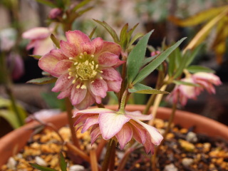 e0105760_8161540.jpg