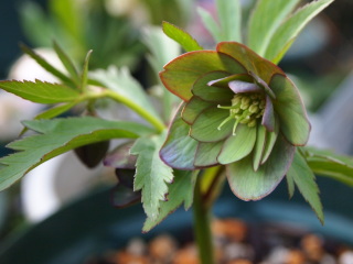e0105760_8164571.jpg