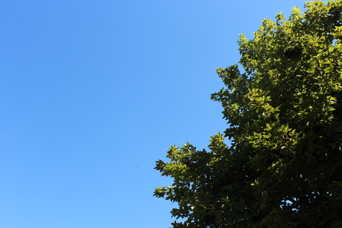 a0108963_12372236.jpg