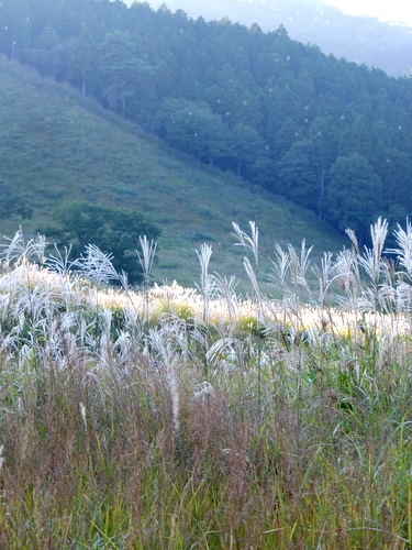 c0078075_11402744.jpg