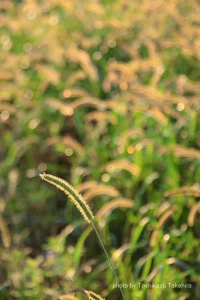 e0186477_17101269.jpg