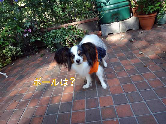 f0064906_16284812.jpg