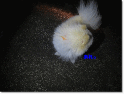 b0167519_21185953.gif