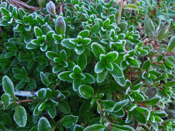 e0242423_643559.jpg
