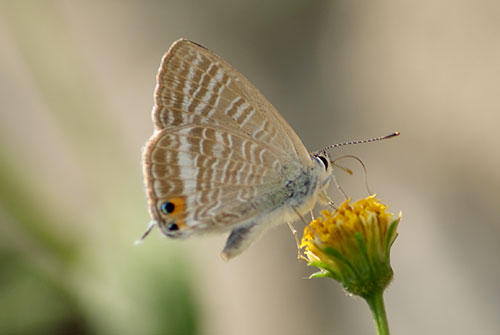 c0184125_1136591.jpg