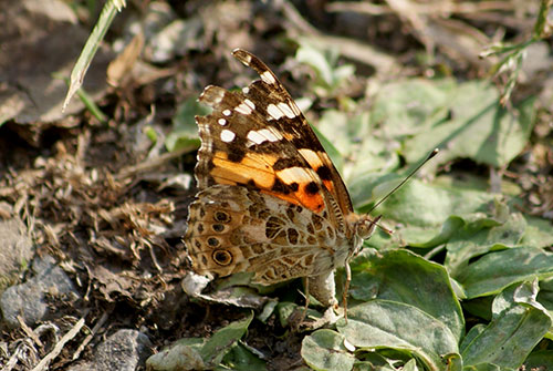c0184125_1137301.jpg