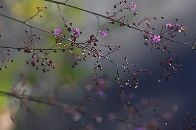 f0288049_20135139.jpg