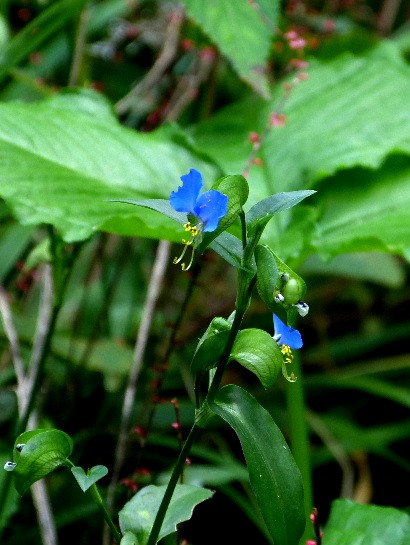 d0084473_2013291.jpg