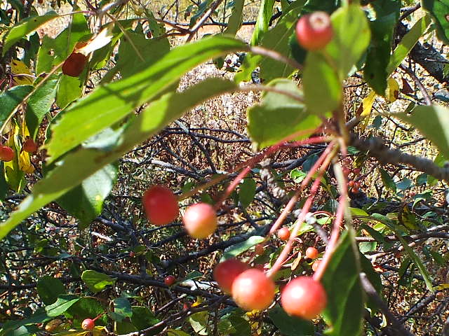 e0145782_1744571.jpg