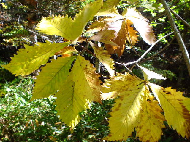 e0145782_17455358.jpg