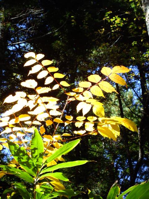 e0145782_17462147.jpg