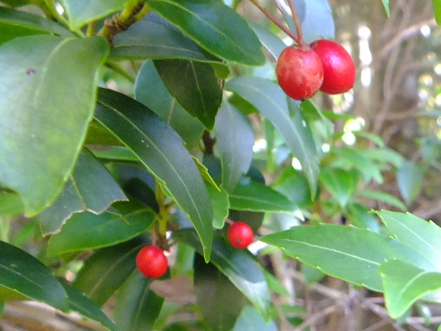 e0145782_17465266.jpg